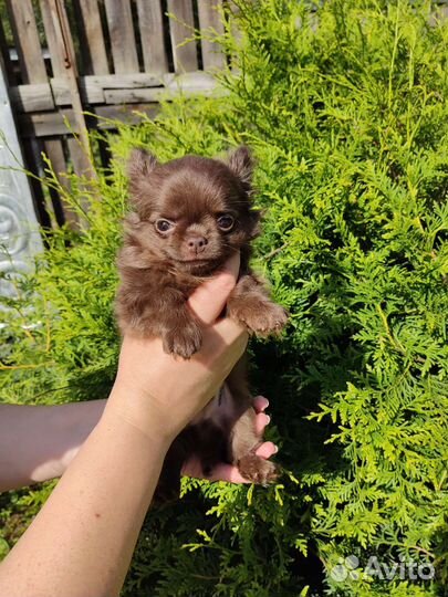 Чихуахуа мальчик