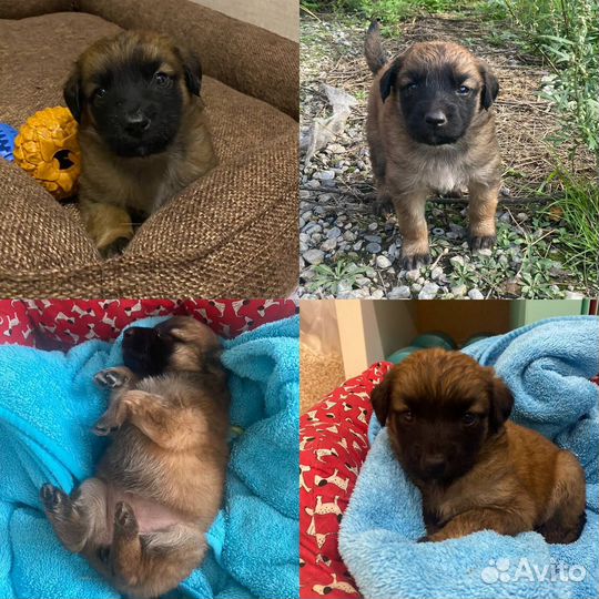 Щенок в добрые руки бесплатно