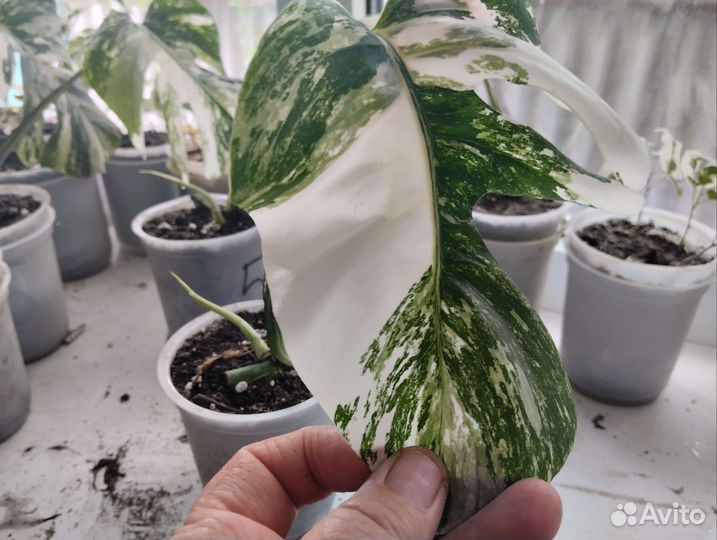 Монстера вариегатная альба