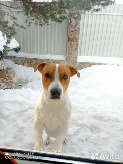 Вязка собак джек рассел