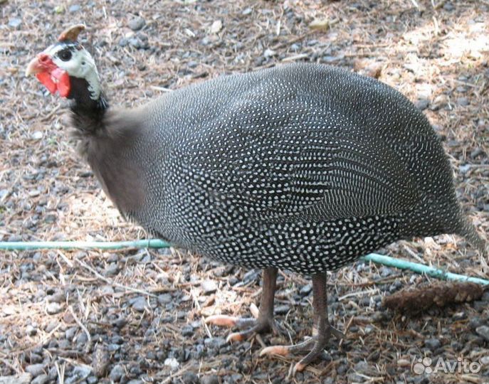 Семья цесарок