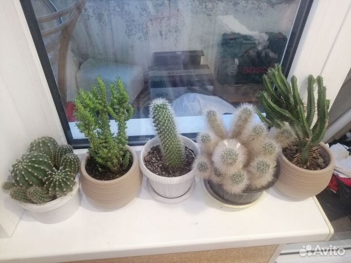 Кактусы и суккуленты