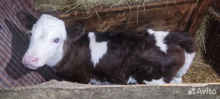 Теленок телочка