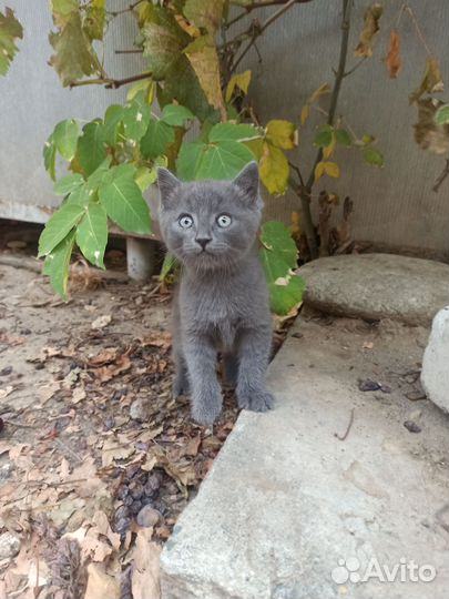 Котёнок мальчик с доставкой