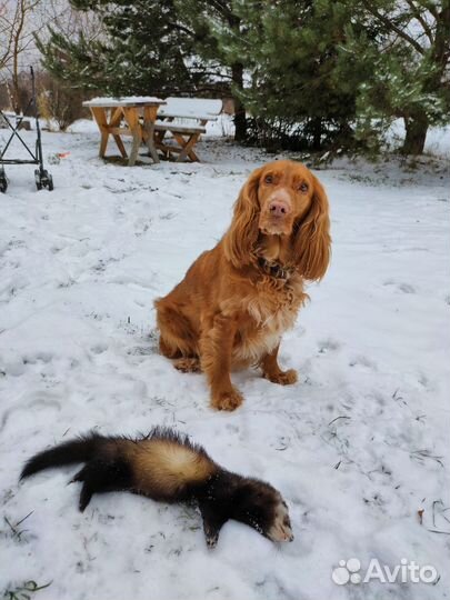 Потерялась собака Русский спаниель