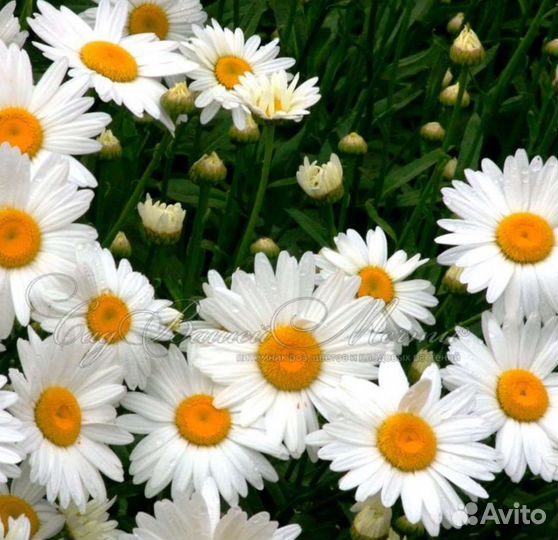 Нивянник двухлепестковый