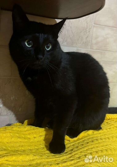 Котики и кошки могут оказаться на улице