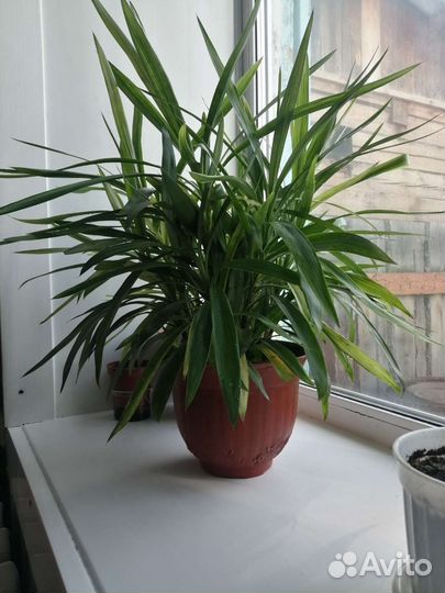 Драцена Маргината