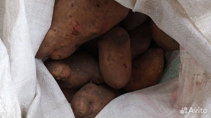 Картофель едовой