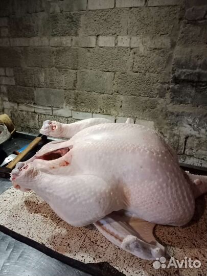 Домашняя индейка