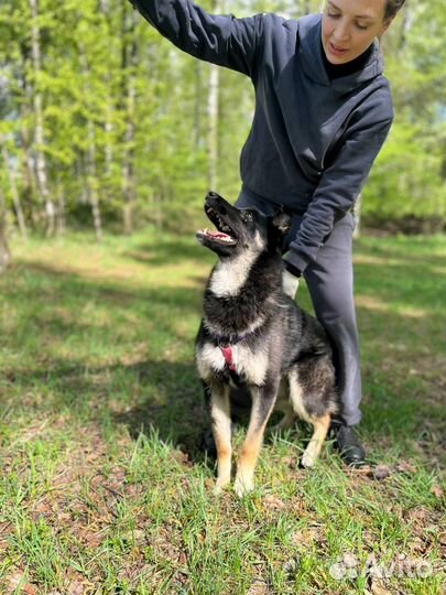 Добрый Эль ищет семью и дом