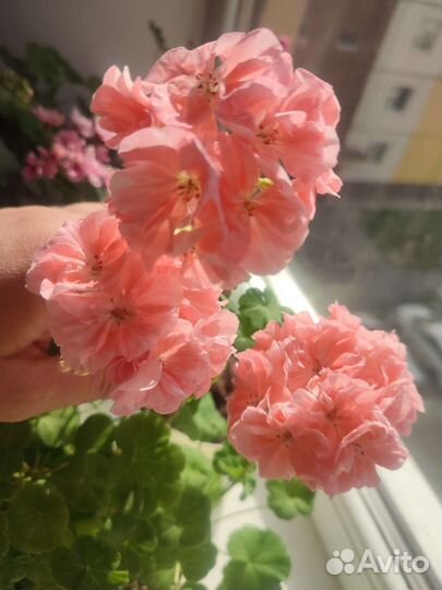 Пеларгония герань