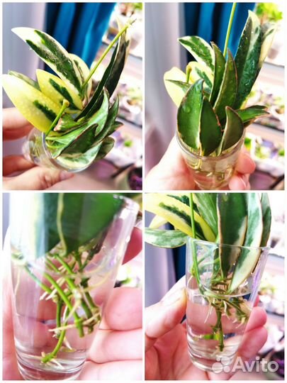 Хойи сортовые