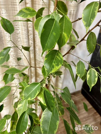 Фикус бенджамина пестролистный