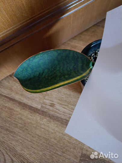 Сансевиерии сортовые