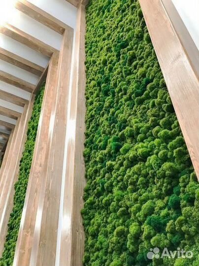 Вертикальное озеленение. Стабилизированный мох