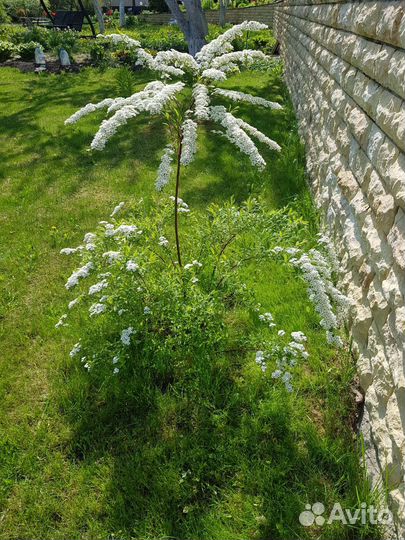 Спирея серая грифшейм