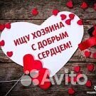 Собака Малыш