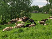Овцы, бараны и козы