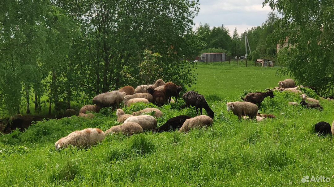 Овцы, бараны и козы на Курбан, Матах, Акьикьа