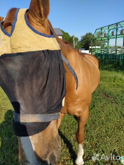 Противомоскитная маска