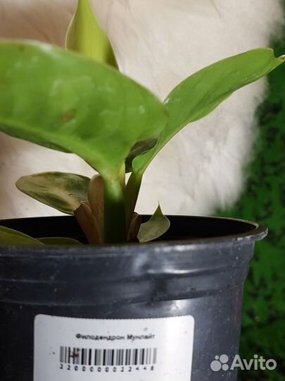 Филодендрон мунлайт