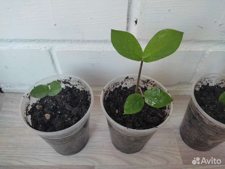 Долларовое дерево - Замиокулькас