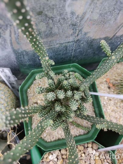 Кактусы почтой