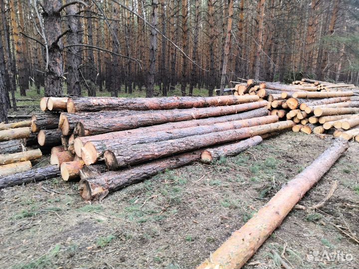 Лес кругляк сосна