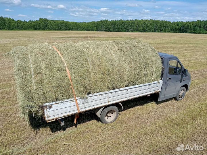 Сено могар,пайза урожай 23 года