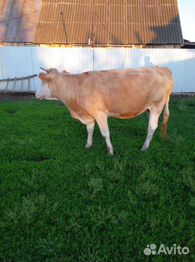 Корова стельная