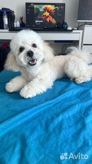 Вязка мальтипу кобель