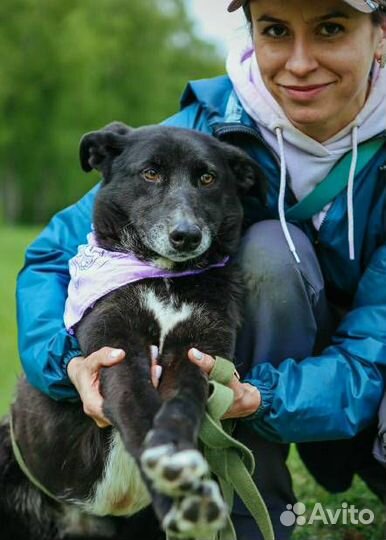 Ласковая Багира из приюта ждет семью