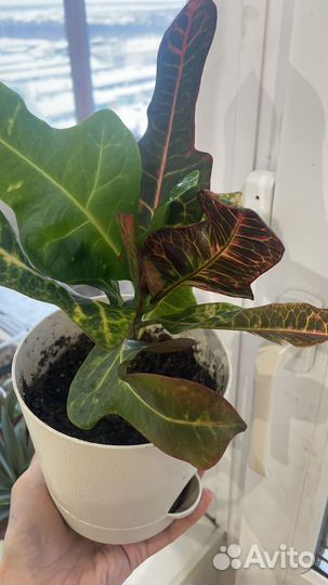 Алоэ и кротон