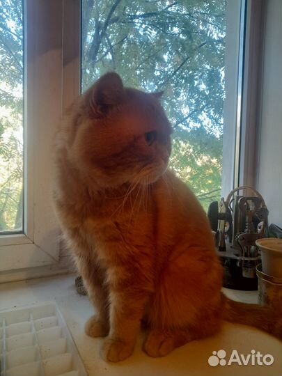 Кот для вязки ждет вашу кошку