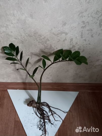 Замиокулькас