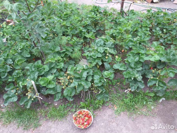 Рассада ремонтантной малины и клубники, Земклуника