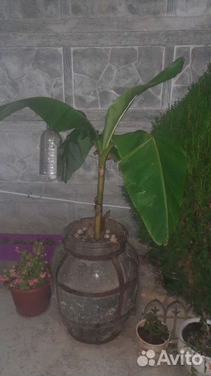 Пальма банановая