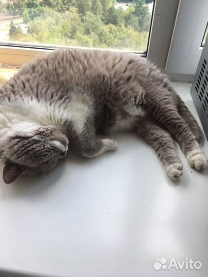 Кошка Дуся