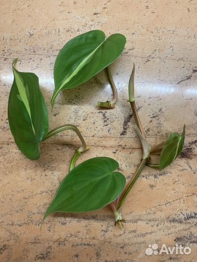 Филодендрон сканденс бразил черенки