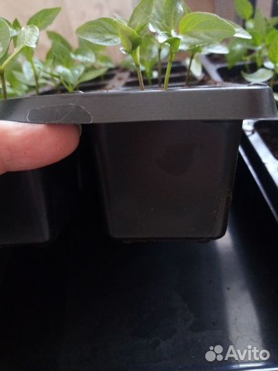 Рассада перца сладкого
