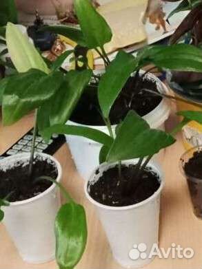 Дримиопсис