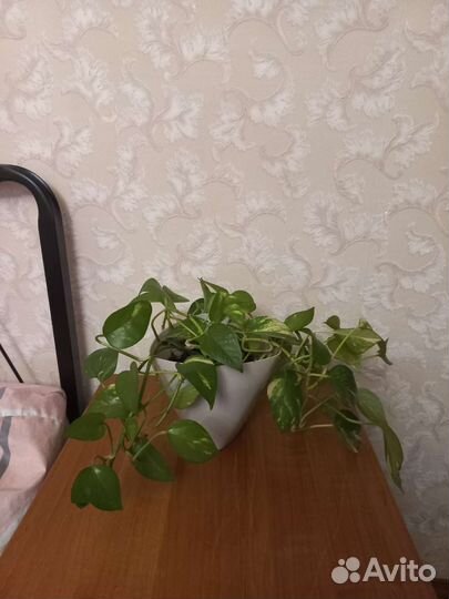 Сциндапсус, бегония, молочай, спатифиллум