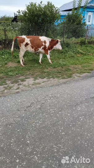 Крупный рогатый скот