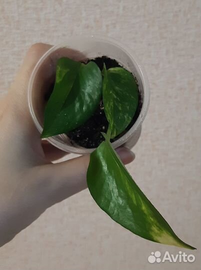 Сциндапсус Marble Queen