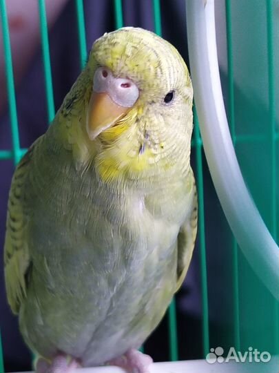 Птенцы волнистых попугайчиков