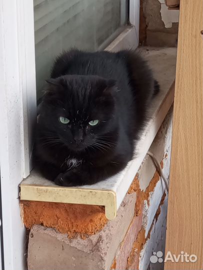 Котик бесплатно