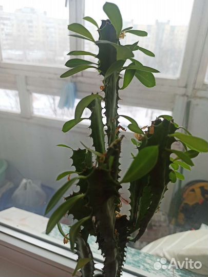 Кактус молочай