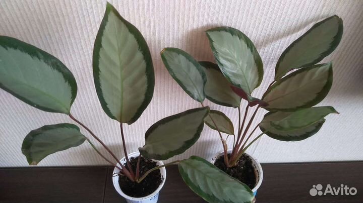 Калатея Аргентея Пиктурата