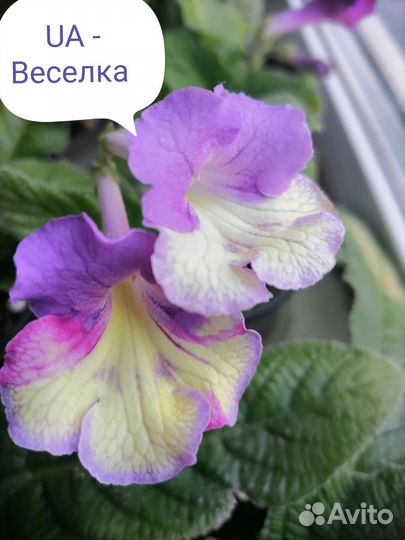 Стрептокарпус 1